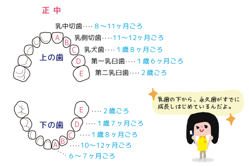 乳歯の歯列